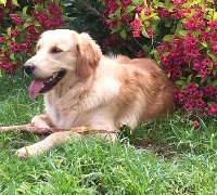 Étalon Golden Retriever - Jehna des fields d'est