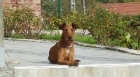 Étalon Irish Terrier - Like a flower Du Paradis D'oliver
