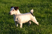 Étalon Jack Russell Terrier - Hindie dite hostine mini (Sans Affixe)