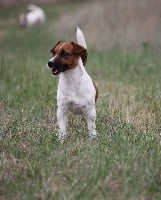 Étalon Jack Russell Terrier - ultra Vive ut vivas