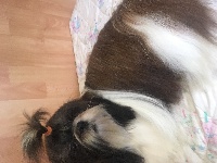 Étalon Shih Tzu - Maelisse Du Paradis D'indiana