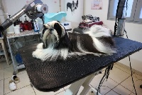 Étalon Shih Tzu - Miss-dior De Pepsie Pep's