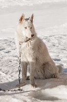 Étalon Siberian Husky - Minto of holaf's spirit