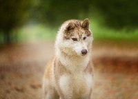 Étalon Siberian Husky - Unbelievable artico encanto