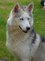 Étalon Siberian Husky - Amarok's Gina