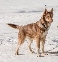 Étalon Siberian Husky - Magnus du Williwaw