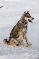 Étalon Siberian Husky - Moldu du Williwaw
