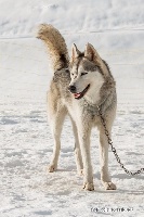 Étalon Siberian Husky - Iperion des rèves polaires