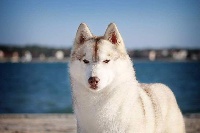 Étalon Siberian Husky - Twinklink star artico encanto