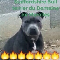 Étalon Staffordshire Bull Terrier - Jeepsy (Sans Affixe)