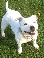 Étalon Staffordshire Bull Terrier - Lexxy hanky panky de Fambuena Didaho