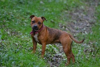 Étalon Staffordshire Bull Terrier - Everybody's Got Merico