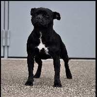 Étalon Staffordshire Bull Terrier - Just for style Of Black Success