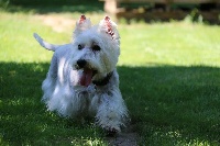Étalon West Highland White Terrier - Irgin De Whities West
