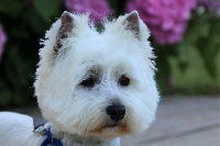 Étalon West Highland White Terrier - Milady De Whities West