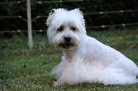 Étalon West Highland White Terrier - Goulven de   l angelarde