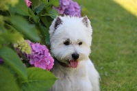 Étalon West Highland White Terrier - Liberty Du Clos D'edelweis