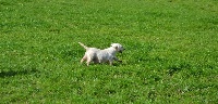 Étalon West Highland White Terrier - Freluquette Des Sources De La Liane