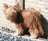 Étalon Yorkshire Terrier - Melba (Sans Affixe)
