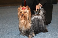 Étalon Yorkshire Terrier - Ilton de la vallée du mainland