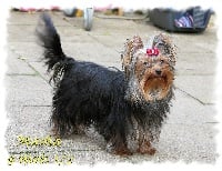 Étalon Yorkshire Terrier - Masha Des Anges de Batignolles