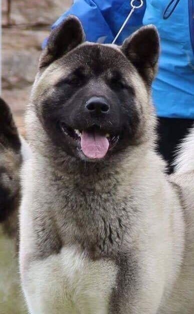 Les Akita americain de l'affixe   of nashkaia