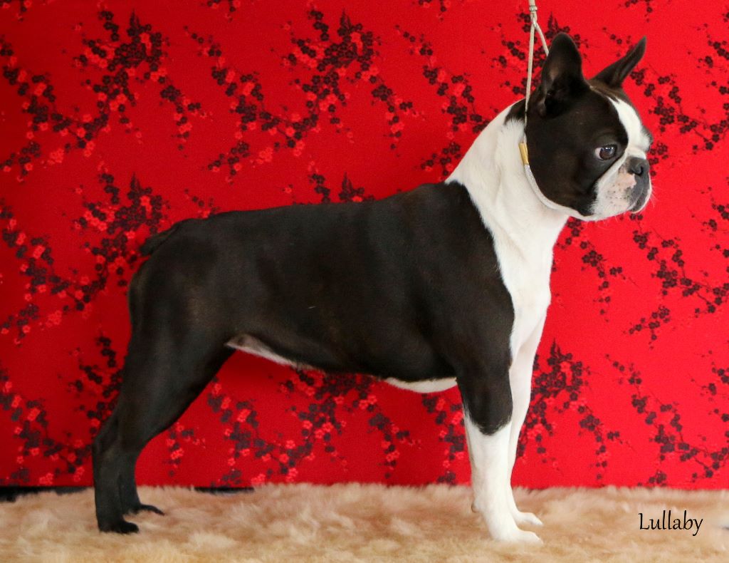 Boston Terrier - CH. Ever Single Lullaby for a princess