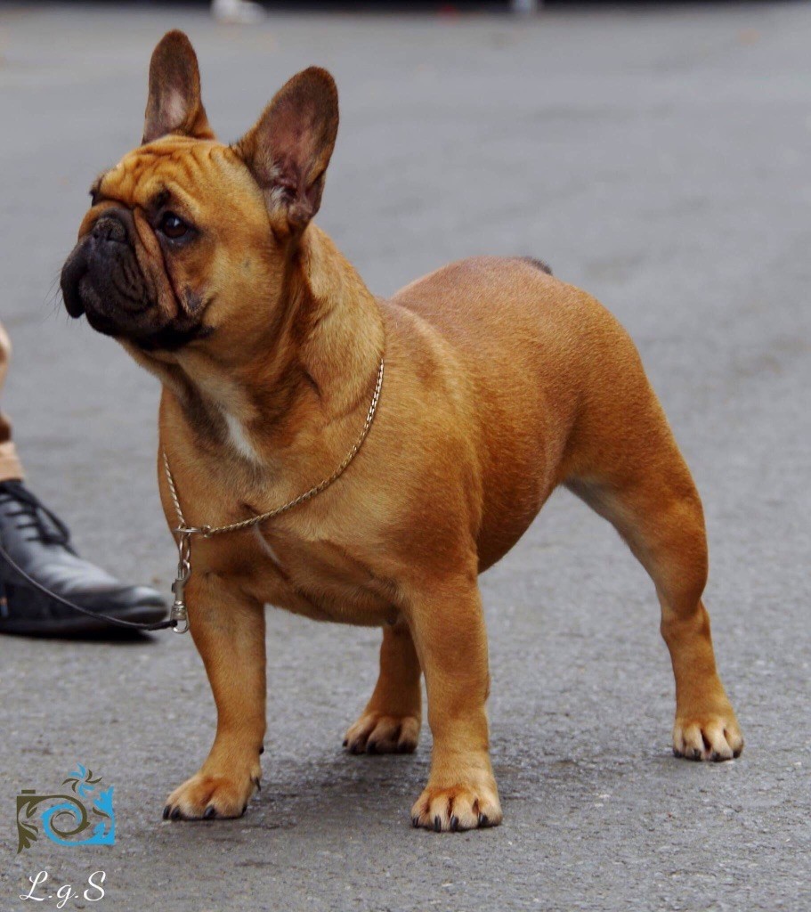 Chien Elevage des perles d Aphrodite eleveur de chiens dogue allemand des perles d aphrodite chiens fiche ank des geants du bocage