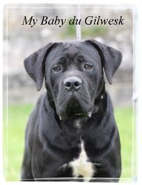 My baby du Gilwesk