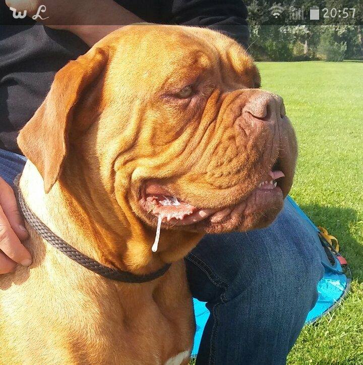 Les Dogue de Bordeaux de l'affixe   Du Coquelicot D'Owen