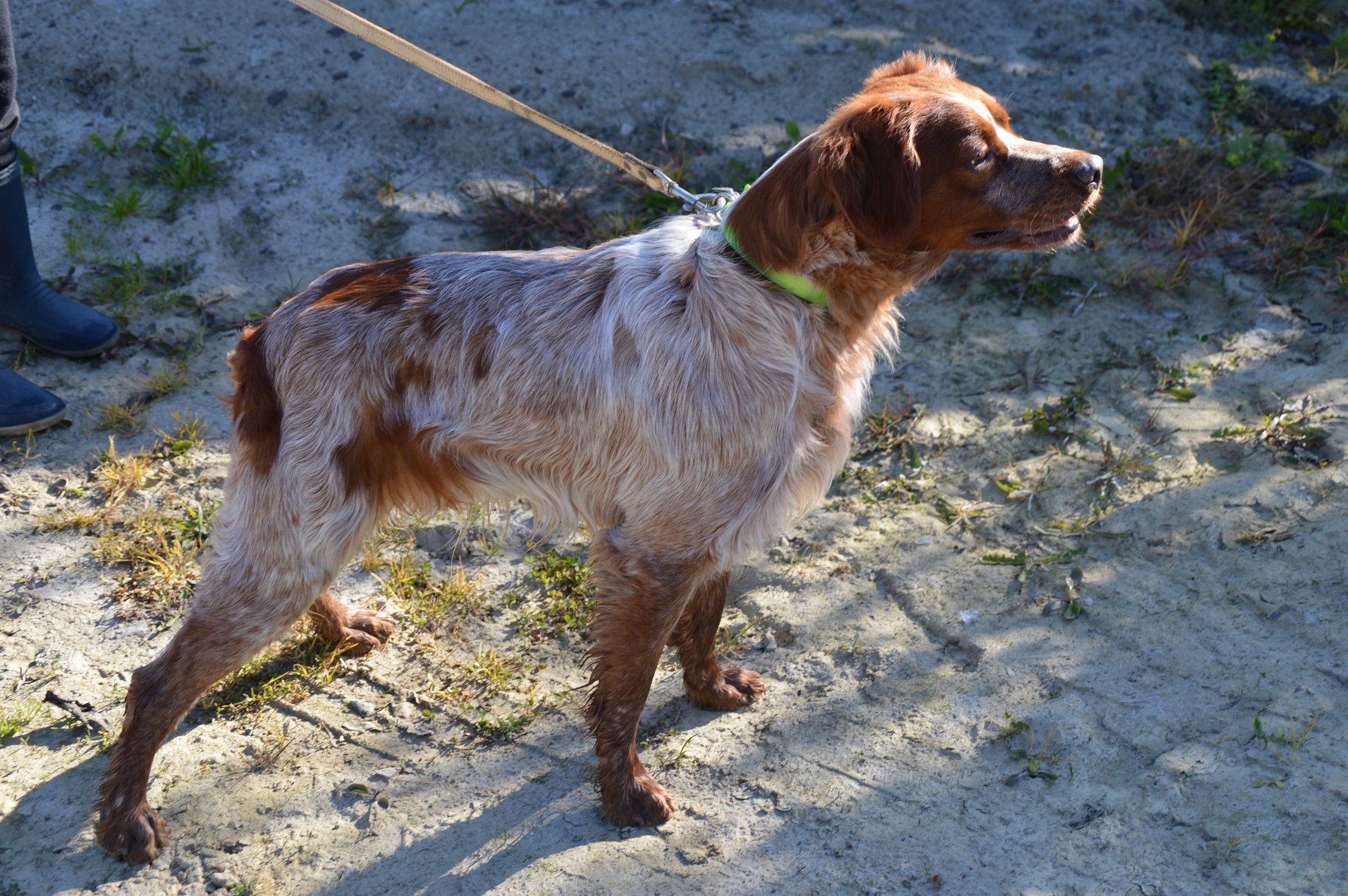 Accueil - Elevage des landes de pavée - eleveur de chiens Accueil - Elevage des landes de pavée - eleveur de chiens