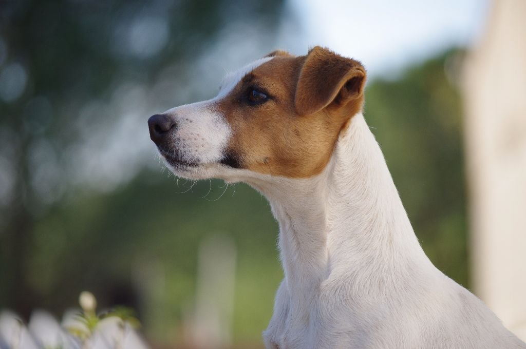 Les Jack Russell Terrier de l'affixe   Du Ruisseau De La Steinmatt