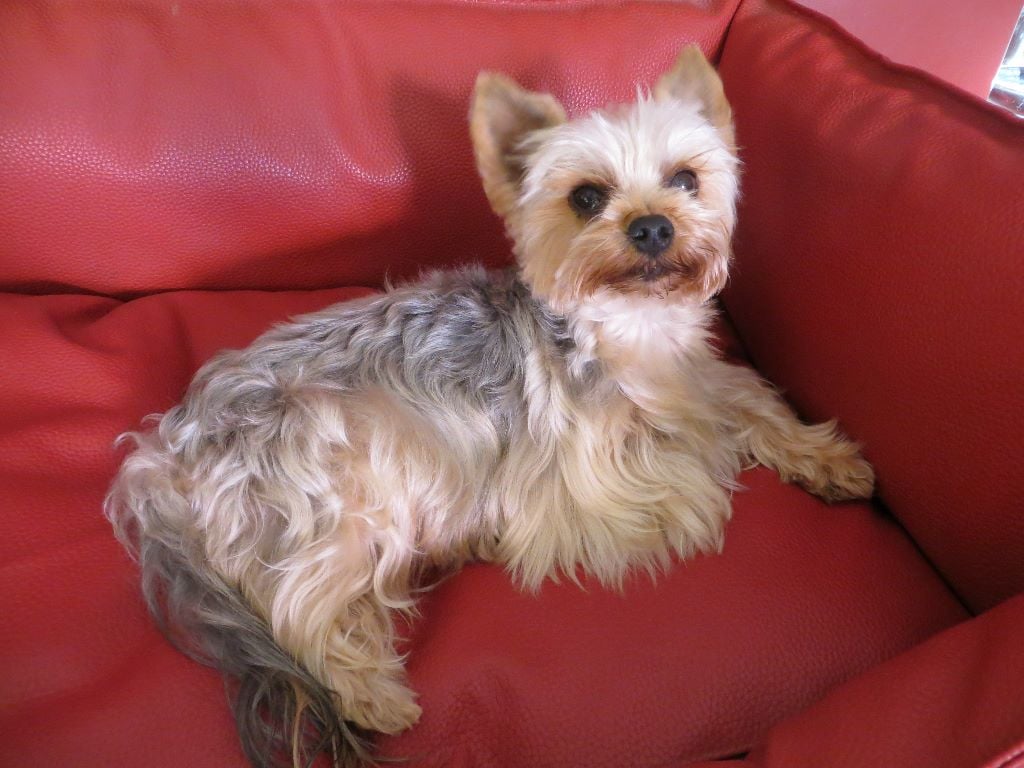 Les Yorkshire Terrier de l'affixe   Des Diamants Noirs Et Or