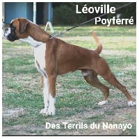 Étalon Boxer - CH. Léoville poyferré  Des Terrils Du Nanayo
