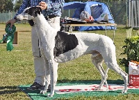 Étalon Greyhound - Blancmange Balzac