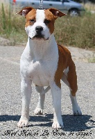 Étalon American Staffordshire Terrier - Madmax De la crique du Flojule