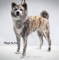 Étalon Akita - L'tsubaki Of Kaerizaki