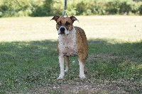 Étalon American Staffordshire Terrier - J-erza (Sans Affixe)