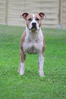 Étalon American Staffordshire Terrier - Long awaited vision Blue fawn diamond