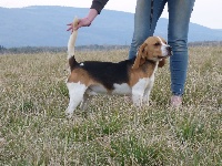 Étalon Beagle - M'filou (Sans Affixe)