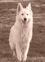 Étalon Berger Blanc Suisse - Lorry (Sans Affixe)