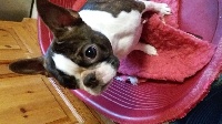 Étalon Boston Terrier - Mimi pinçon du grand frenoy