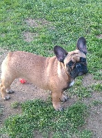 Étalon Bouledogue français - Nj-star Des Bois Ronflants