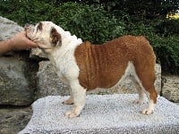 Étalon Bulldog Anglais - So Lovely Bull's Lola