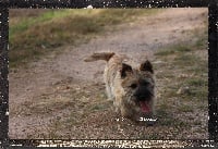 Étalon Cairn Terrier - Lea Des guerriers chippewas