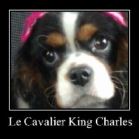 Étalon Cavalier King Charles Spaniel - Hengoun du hameau des bergers