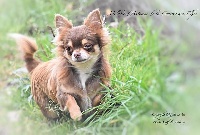 Étalon Chihuahua - Melodie d'automne De La Contrée Des Elfes