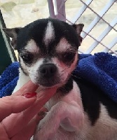 Étalon Chihuahua - Jeannette des Mini Pouces
