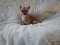 Étalon Chihuahua - Lucky luke De L'etoile De Massilia