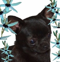 Étalon Chihuahua - O'sborg Of Love .